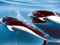 Southern Right Whale Dolphin
