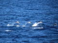 Southern Right Whale Dolphin