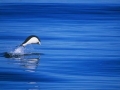 Southern Right Whale Dolphin