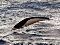 Southern Right Whale Dolphin