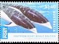 Southern Right Whale Dolphin