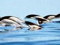 Southern Right Whale Dolphin