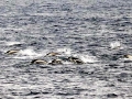 Southern Right Whale Dolphin