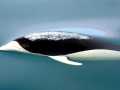 Southern Right Whale Dolphin