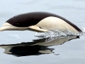 Southern Right Whale Dolphin