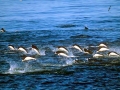 Southern Right Whale Dolphin