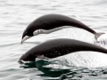 Southern Right Whale Dolphin