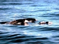 Southern Right Whale Dolphin