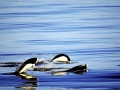 Southern Right Whale Dolphin