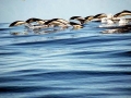 Southern Right Whale Dolphin