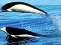 Southern Right Whale Dolphin