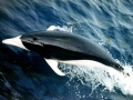 Southern Right Whale Dolphin
