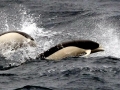 Southern Right Whale Dolphin