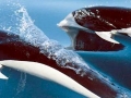 Southern Right Whale Dolphin