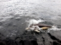 Southern Right Whale Dolphin