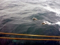 Southern Right Whale Dolphin