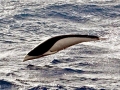 Southern Right Whale Dolphin