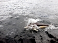 Southern Right Whale Dolphin