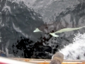 Southern Right Whale Dolphin