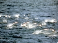 Southern Right Whale Dolphin