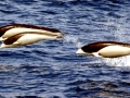 Southern Right Whale Dolphin