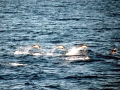 Southern Right Whale Dolphin