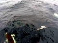 Southern Right Whale Dolphin