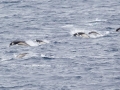 Southern Right Whale Dolphin