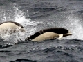 Southern Right Whale Dolphin