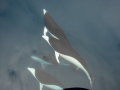 Southern Right Whale Dolphin