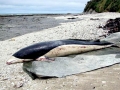 Southern Right Whale Dolphin