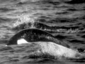 Southern Right Whale Dolphin