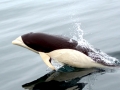 Southern Right Whale Dolphin