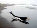 Southern Right Whale Dolphin