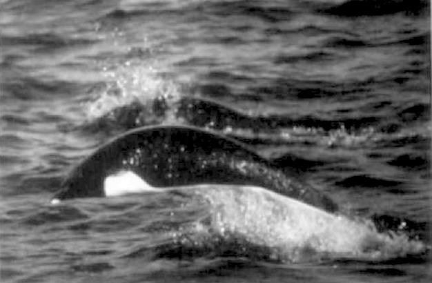 Southern Right Whale Dolphin
