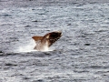 Southern Right Whale