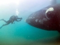 Southern Right Whale