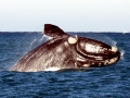 Southern Right Whale