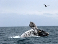 Southern Right Whale