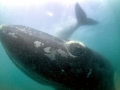 Southern Right Whale