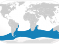 Southern Bottlenose Whale