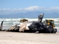 Southern Right Whale
