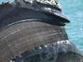 Southern Right Whale