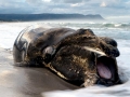 Southern Right Whale