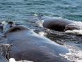 Southern Right Whale