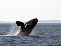 Southern Right Whale