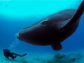 Southern Right Whale