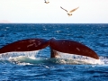 Southern Right Whale