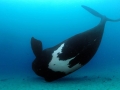 Southern Right Whale