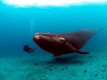 Southern Right Whale